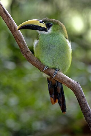 <span class="mw-page-title-main">Emerald toucanet</span> Species of bird