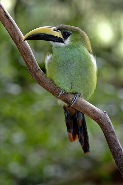 File:Aulacorhynchus prasinus -perching on branch-8a.jpg