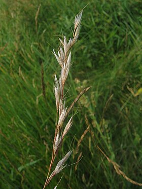 Helictotrichon pubescens