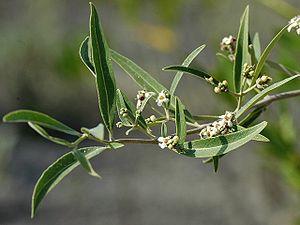 Blühender Zweig der Schwarzen Mangrove (Avicennia germinans)