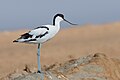 * Предлог Pied avocet (Recurvirostra avosetta) at ThynaI, the copyright holder of this work, hereby publish it under the following license:This image was uploaded as part of Wiki Loves Earth 2024. --El Golli Mohamed 14:51, 29 May 2024 (UTC) * Поддршка  Support Good quality. --Uoaei1 15:04, 29 May 2024 (UTC)