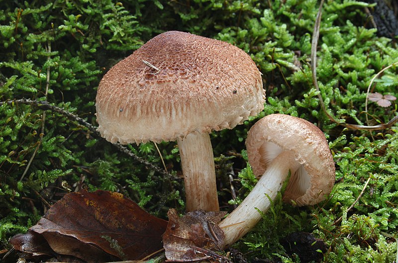 File:Bärtiger Ritterling Tricholoma vaccinum.jpg