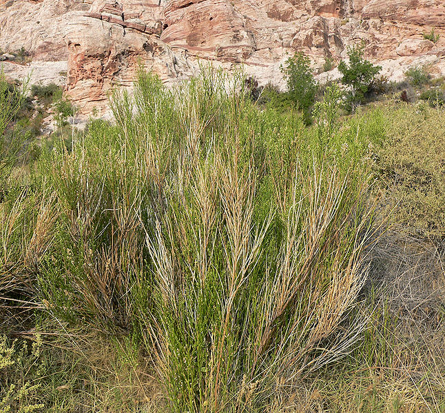 File:Baccharis sergiloides 1.jpg