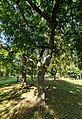 * Nomination: Natural monument nettle tree (Celtis australis) in the spa garden of Bad Dürkheim --F. Riedelio 16:59, 22 November 2021 (UTC) * * Review needed