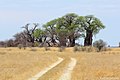 Bains Baobabs (190911703).jpeg