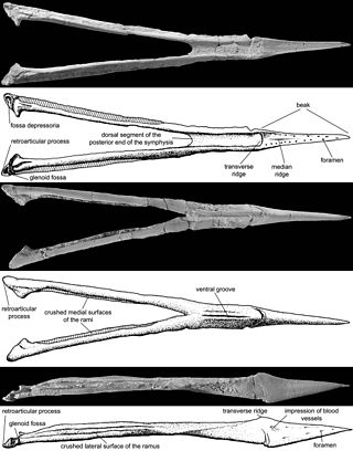 <i>Bakonydraco</i> Genus of tapejarid pterosaur