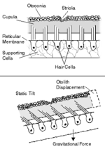 Thumbnail for Otolithic membrane