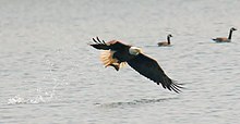 Águila calva pescando