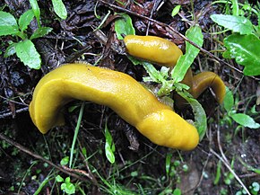 Beskrivelse af Banana-slugs-big-sur.jpg-billedet.