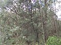 Banksia integrifolia subsp. monticola habitat on Waterfall Way near the New England National Park turnoff