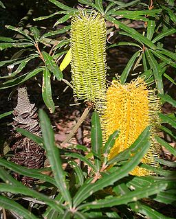 <i>Banksia seminuda</i> Species of tree in the family Proteaceae found in south west Western Australia