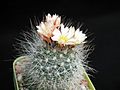 Thumbnail for Pediocactus paradinei