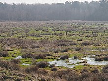 Das Postmoor bei Bargfeld im Naturschutzgebiet Lutter