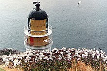 Bass Rock Gannets Lighthouse.jpg 