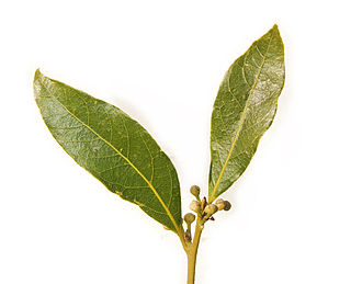 <i>Laurus nobilis</i> species of plant