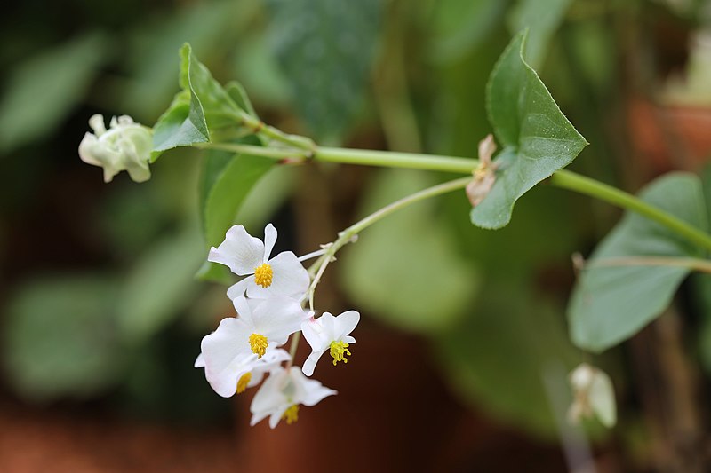 File:Begonia descoleana GotBot 2016.jpg