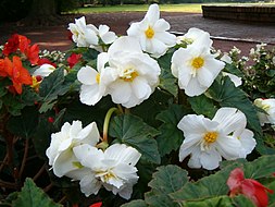 Begoniaceae – Wikipédia, a enciclopédia livre