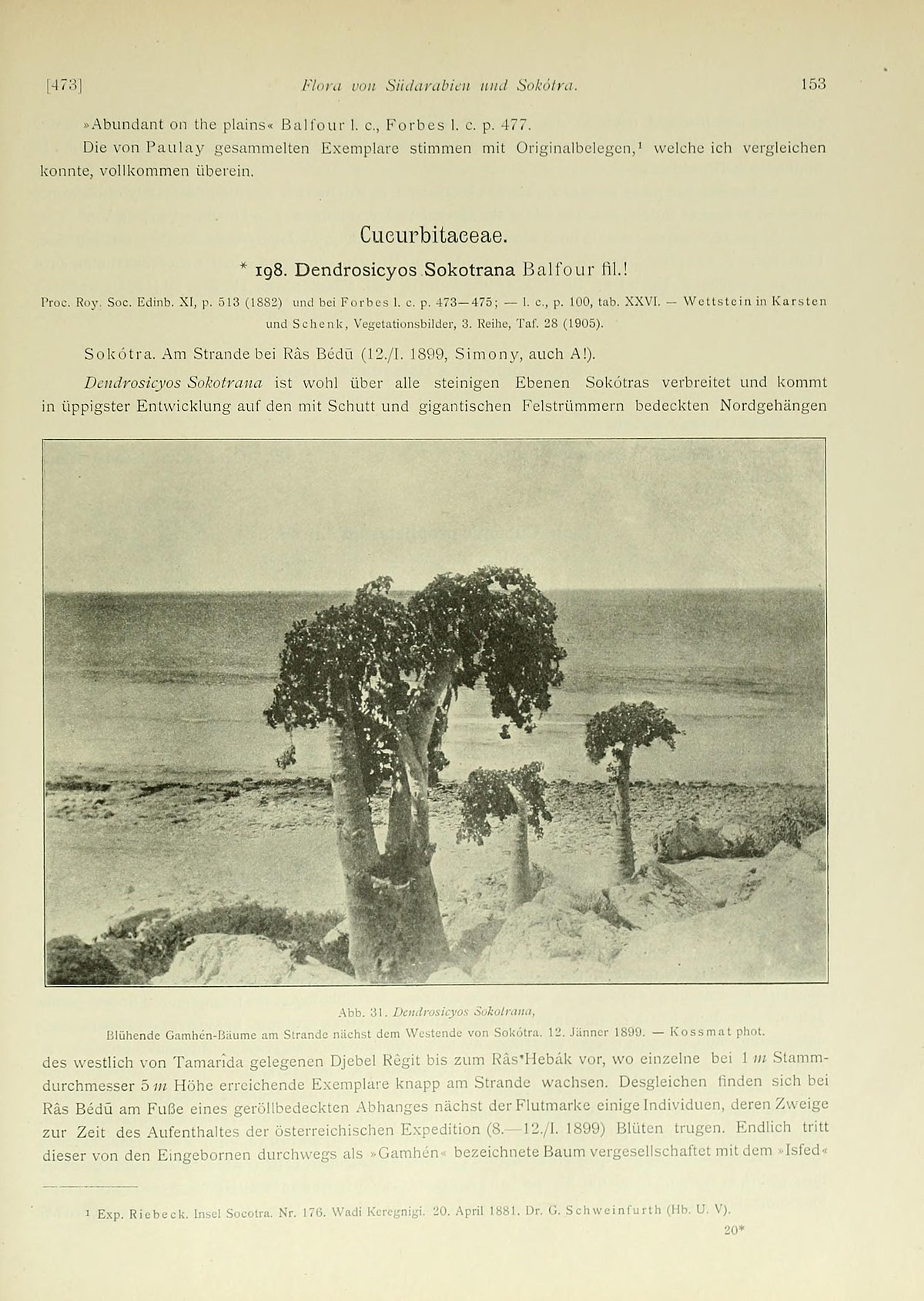 File Beitrage Zur Kenntnis Der Flora Sudarabiens Und Der Inseln Sokotra Semha Und Abd El Kuri Page 153 Bhl Jpg Wikimedia Commons