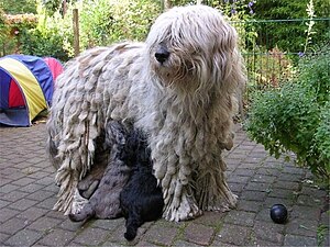 Bergamasco-with-puppies.jpg