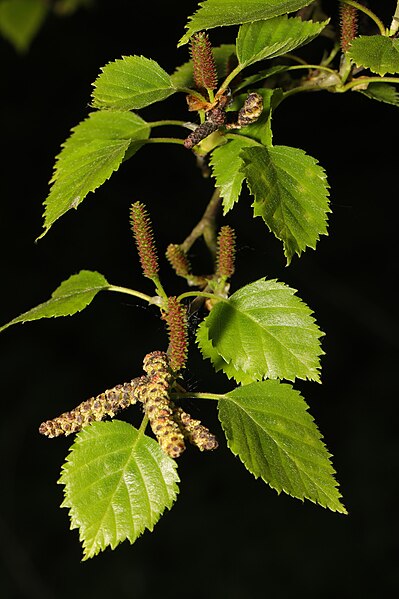 File:Betula pendula - Childwall Woods & Fields 01.jpg