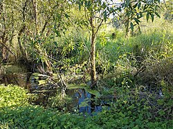 Big Soos Creek.jpg