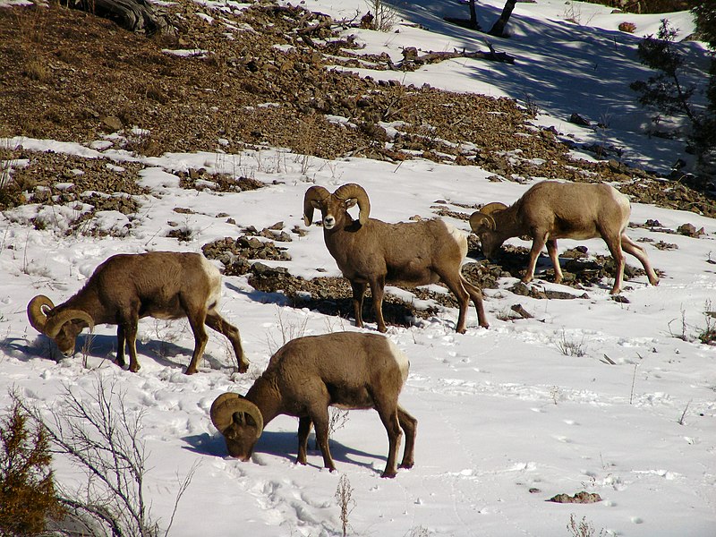 File:Bighorn snow.jpg