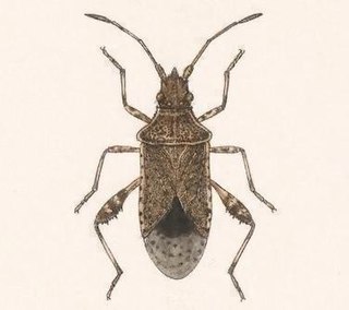 <i>Harmostes serratus</i> Species of true bug