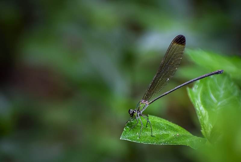 File:Black-tipped forest glory.jpg