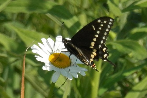 Black Swallowtail (Papilio polyxenes)