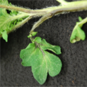 Blackleg of potato symptoms showing darkened stem and leaf wilt on potato caused by the plant pathogen Blackleg of Potato Stem Wilt.png