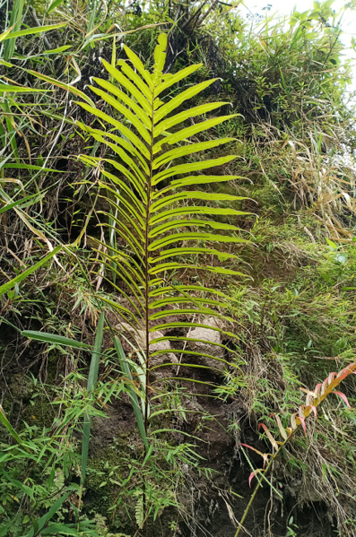 File:Blechnum orientale 01 Pj IMG 20220205.png