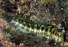 Blenniella gibbifrons Réunion.JPG 