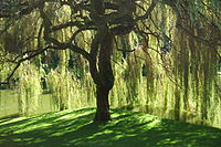 Bloedel Reserve Willow Tree.