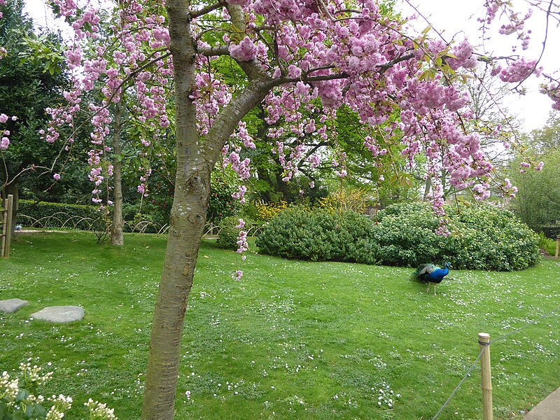 File:Blossom and peacock in the Kyoto Garden - geograph.org.uk - 6131474.jpg