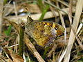 Miniatuurafbeelding voor de versie van 6 mei 2006 16:55