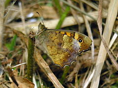 Butterfly of Galicia
