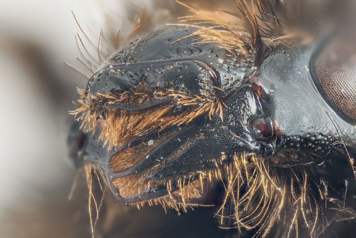 Bombus Sylvarum