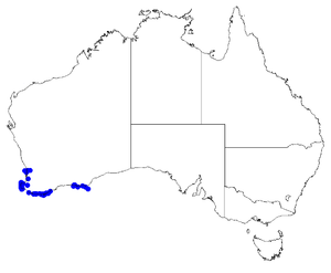 Boronia alata DistMap2.png