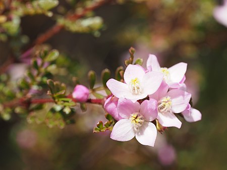 Boronia microphylla.jpg