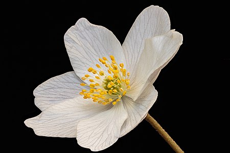 ไฟล์:Bosanemoon (Anemone nemorosa) 25-03-2022. (d.j.b).jpg