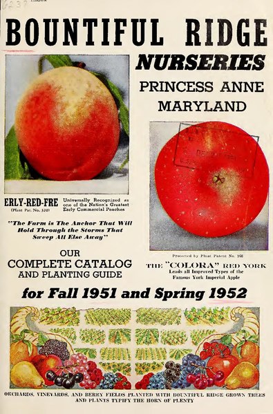 File:Bountiful Ridge Nurseries - our complete catalog and planting guide for fall 1951 and spring 1952 (IA bountifulridgenu19boun 21).pdf