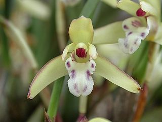 <i>Maxillaria humilis</i> Species of orchid