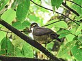 Bridled Quail-Dove (columbidae).jpg