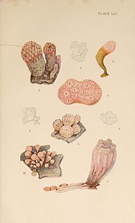 <i>Morchellium argus</i> Species of sea squirt
