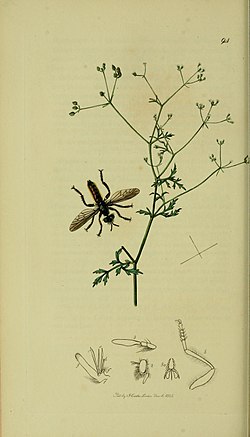 Illustration of a robber fly with the plant by John Curtis from his book British Entomology published between 1824 and 1840, he refers to the plant species as Sison amomum and Bastard Stone Parsley Britishentomologyvolume8Plate94.jpg