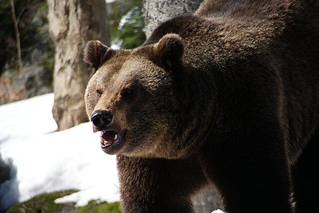 File:Brown_Bear_Nationalpark_Bayerischer_Wald_05.jpg