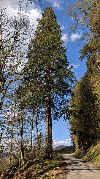 File:Buchenbach Baum 20190418 174402.jpg