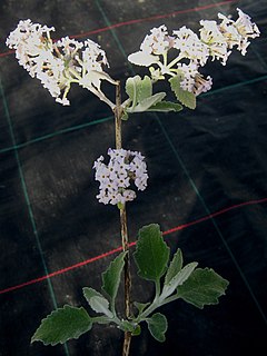 <i>Buddleja sterniana</i> Species of plant