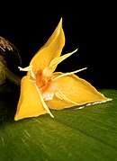 Bulbophyllum flavofimbriatum