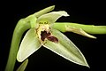 Bulbophyllum tripetalum